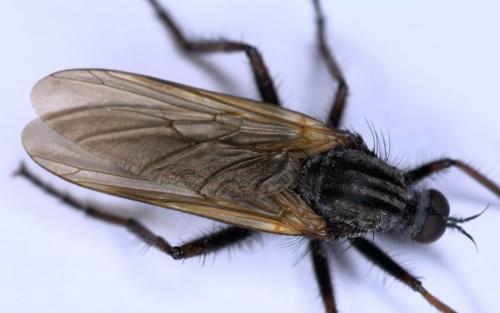 Empis tessellata